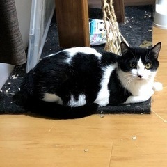 虎てつちゃん【里親様が決定しました✨】