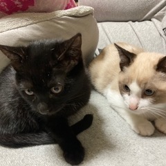波(左)黒猫ちゃん【里親様が決定しました✨】