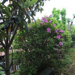 実家の植木、芝生、庭石、植木鉢、全部あげます！の画像