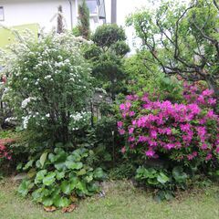 実家の植木、芝生、庭石、植木鉢、全部あげます！の画像