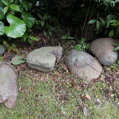 実家の植木、芝生、庭石、植木鉢、全部あげます！の画像