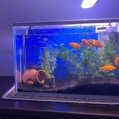 金魚5匹