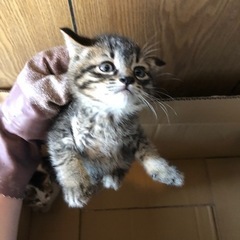 ３匹里親募集致します