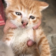 ３匹里親募集致します - 猫