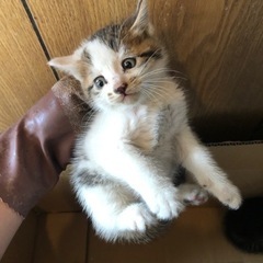 ３匹里親募集致します - 小浜市
