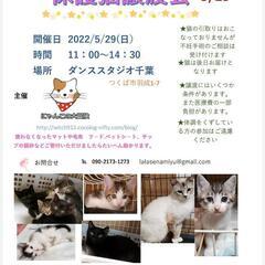 保護猫譲渡会　ダンススタジオ千葉
