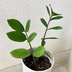 観葉植物３点セット Aの画像