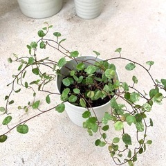 観葉植物３点セット Aの画像