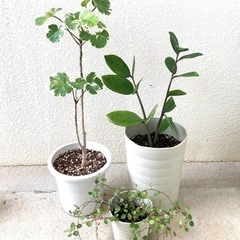 観葉植物３点セット A