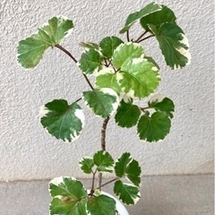 観葉植物３点セット Aの画像
