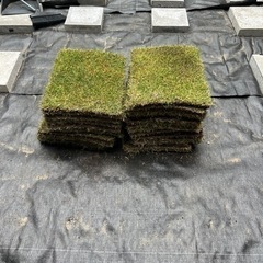 芝生TM9 天然芝　2.5㎡分