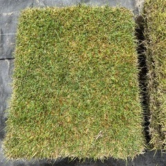 芝生TM9 天然芝　2.5㎡分の画像