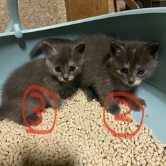 ★生後2ヶ月可愛い子猫ちゃん★1匹決まりました！