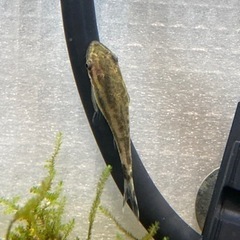 熱帯魚引き取ってくださる方探してますの画像