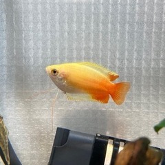 熱帯魚引き取ってくださる方探してます