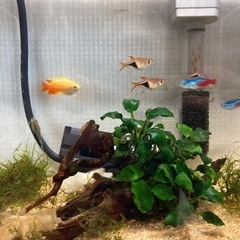 熱帯魚引き取ってくださる方探してますの画像