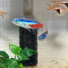 熱帯魚引き取ってくださる方探してますの画像