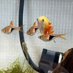 熱帯魚引き取ってくださる方探してますの画像