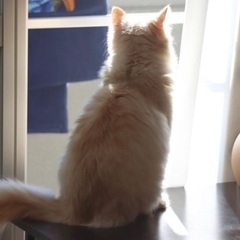 キンカロー 生後10ヶ月 ０歳 - 猫