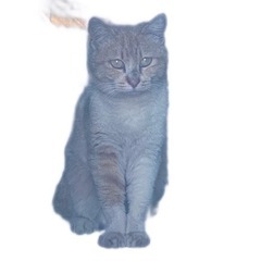 【縁があり決定】【かぶちゃん】去勢済み茶トラ【メス】