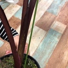 コロカシア　観葉植物の画像