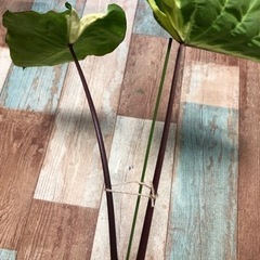 コロカシア　観葉植物の画像