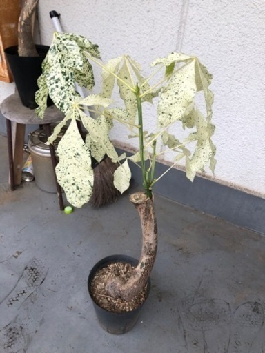 パキラ　ミルキーウェイ　観葉植物