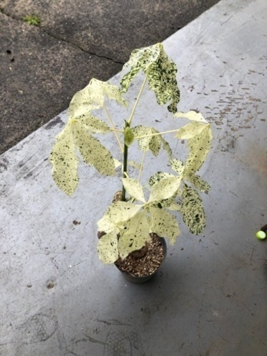 パキラ　ミルキーウェイ　観葉植物