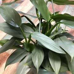 フィロデンドロン　観葉植物