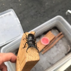 今年初ものコクワガタオス　おまけカブトムシ幼虫