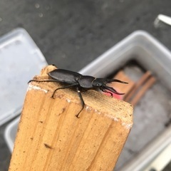 今年初ものコクワガタオス　おまけカブトムシ幼虫の画像