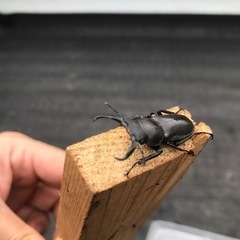 今年初ものコクワガタオス　おまけカブトムシ幼虫の画像