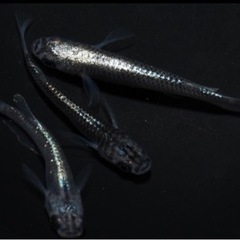 メダカ　古龍黒幹之メダカの有精卵20個+αの画像