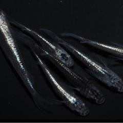 メダカ　古龍黒幹之メダカの有精卵20個+α