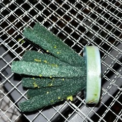 メダカ　古龍黒幹之メダカの有精卵20個+αの画像