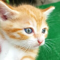 子猫の里親募集　雄　１匹