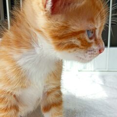 子猫の里親募集　雄　１匹 - 呉市