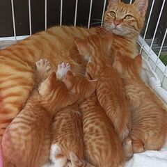 子猫の里親募集　雄　１匹 − 広島県