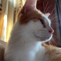 急募！ 里親募集！ - 猫