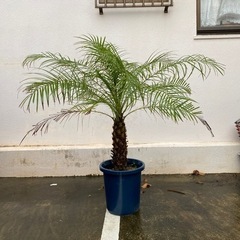 シンノウヤシ(フェニックス)半額の画像