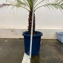 シンノウヤシ(フェニックス)半額の画像