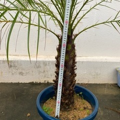 シンノウヤシ(フェニックス)半額の画像