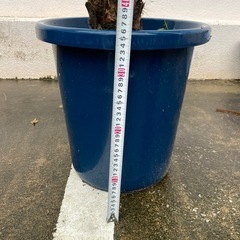 シンノウヤシ(フェニックス)半額の画像