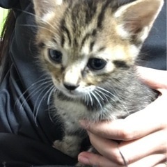 キジトラ赤ちゃん里親募集◎里親様決まりました