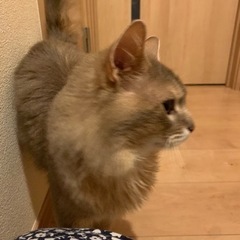ソマリ７歳 - 猫