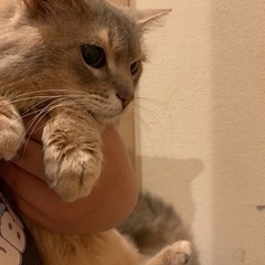 ソマリ７歳 − 千葉県