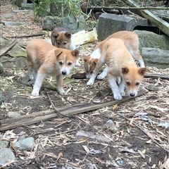 【一時停止】子犬 5匹 大きくなりそうです