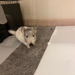 チンチラ　里親募集　決定致しました。