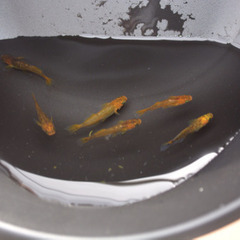 高級めだか詰め合わせの画像