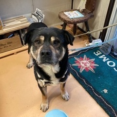 大型犬　おそらくMIX   優しくて人が大好きな男の子